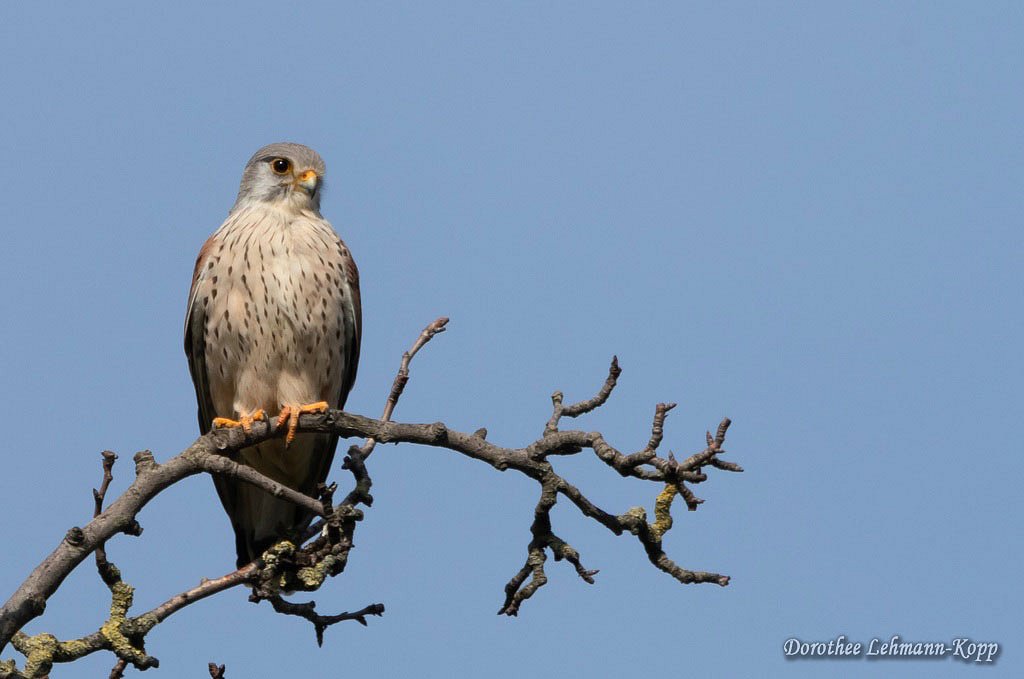 Turmfalke