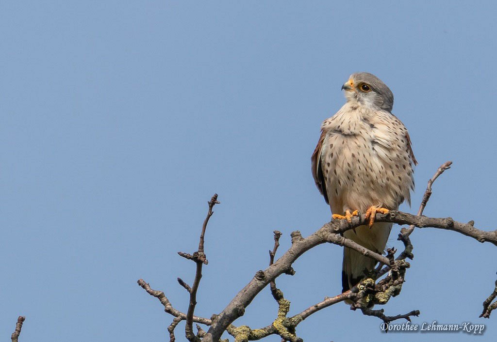 Turmfalke