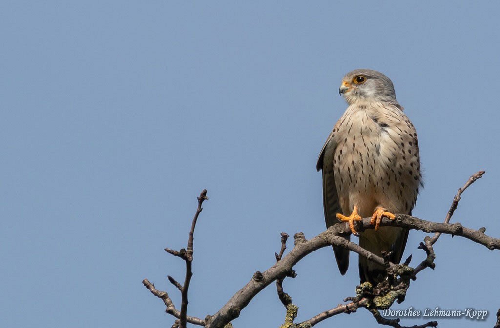 Turmfalke
