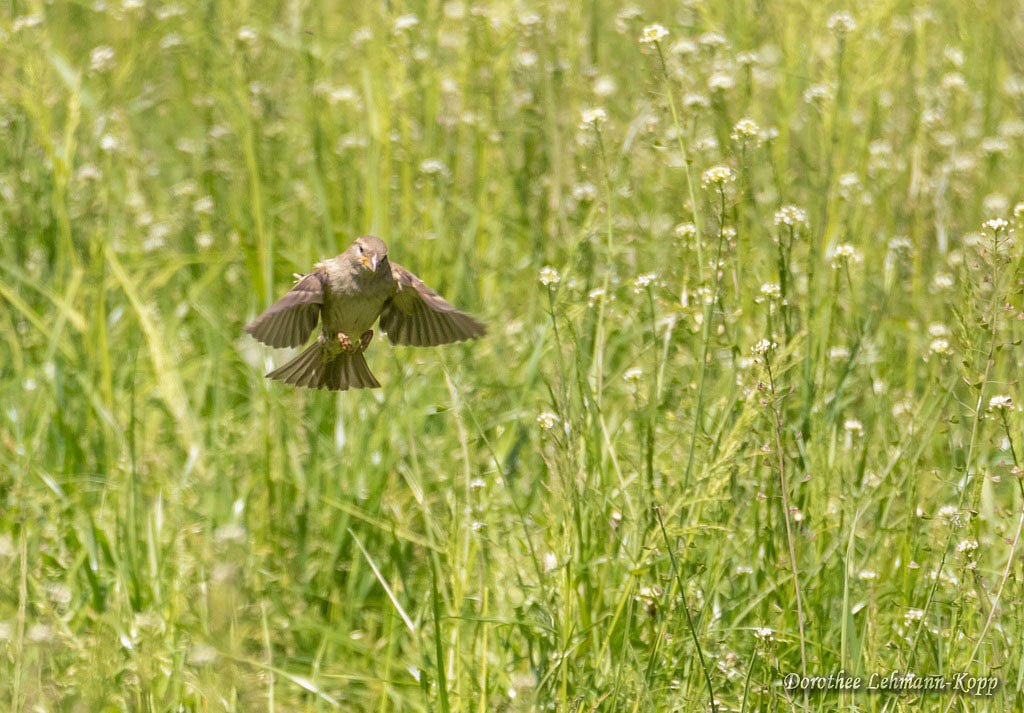 Sperlinge