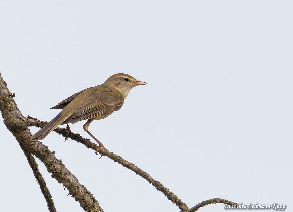Weitere Singvögel
