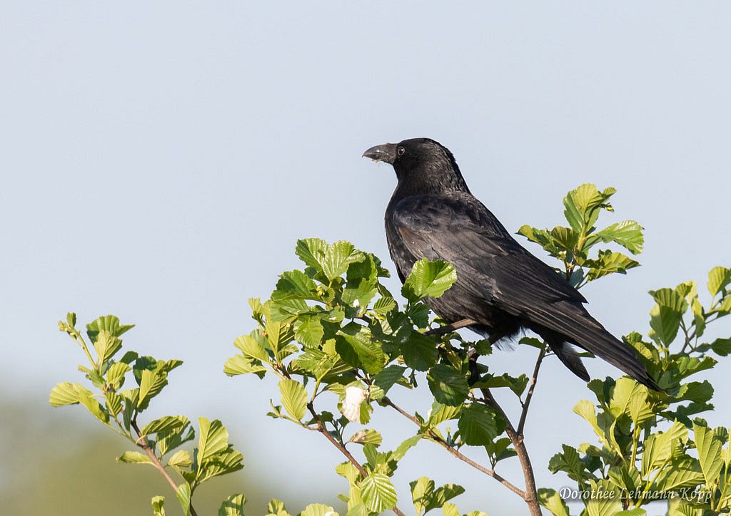 Corviden