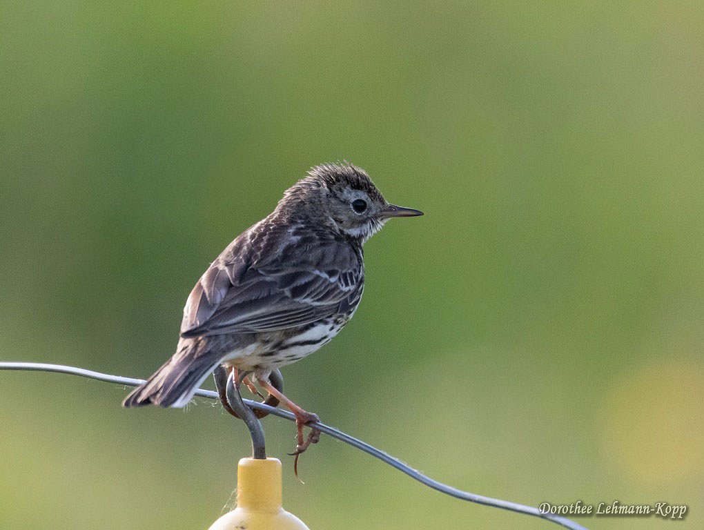 Wiesenpieper juv