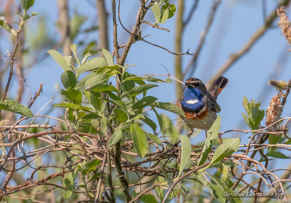 Blaukehlchen