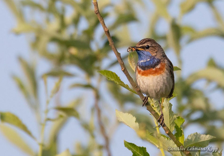 Blaukehlchen