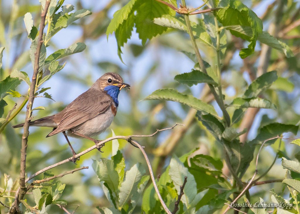 Blaukehlchen