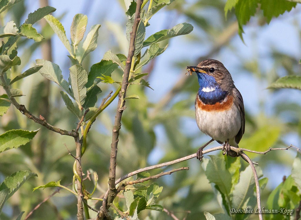 Blaukehlchen
