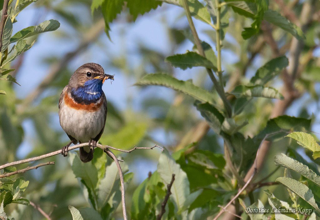 Blaukehlchen