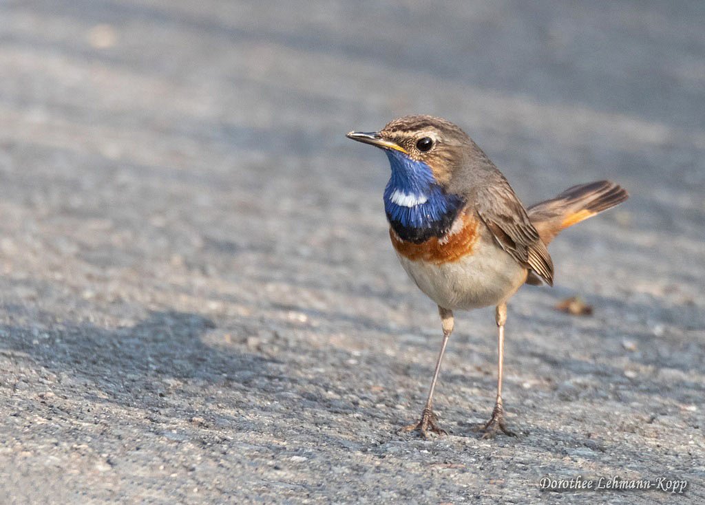 Blaukehlchen