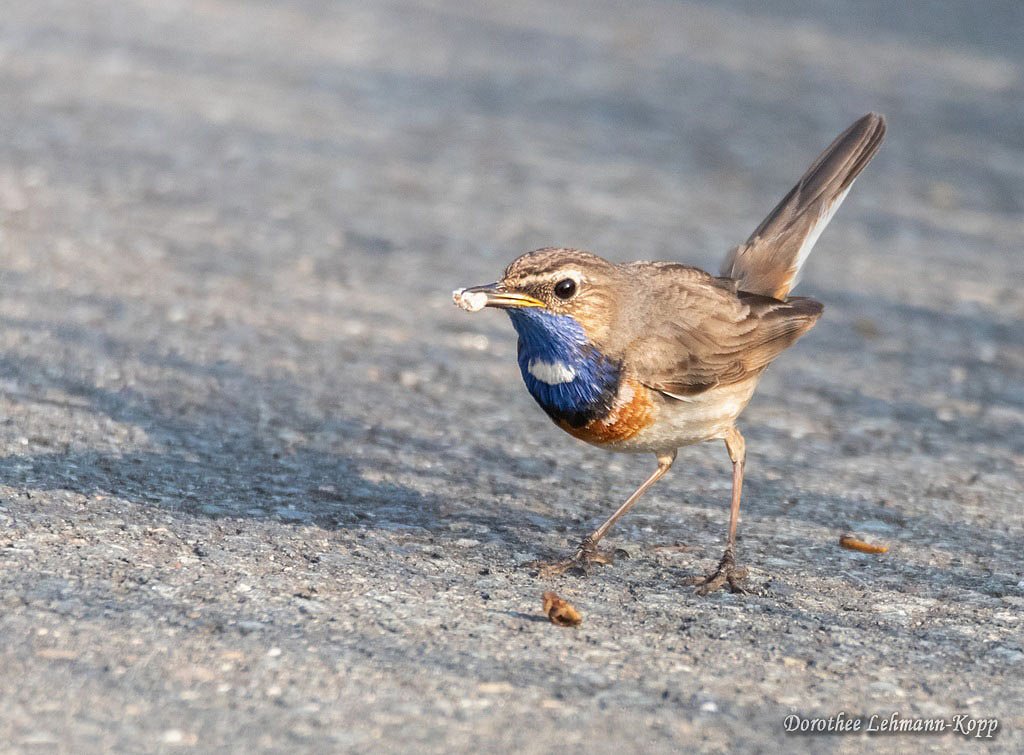 Blaukehlchen