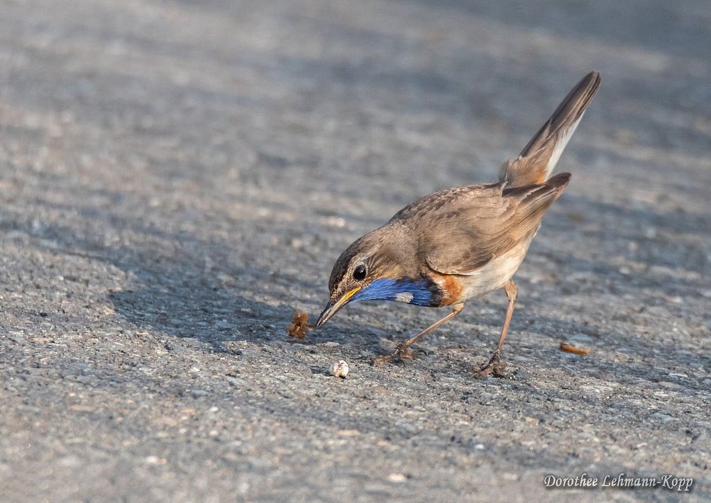 Blaukehlchen