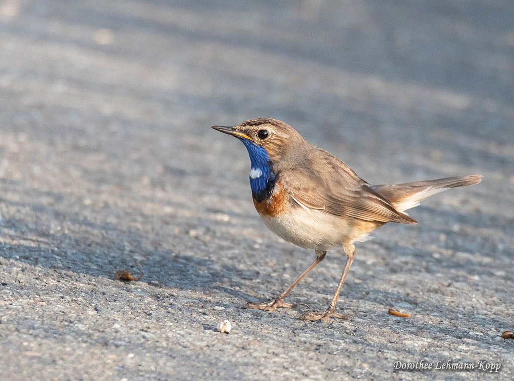Blaukehlchen