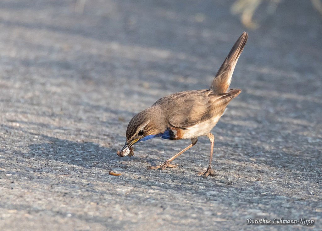 Blaukehlchen