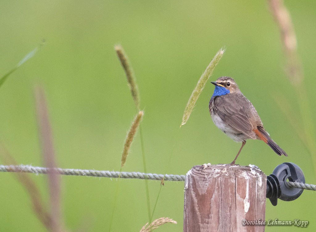 Blaukehlchen