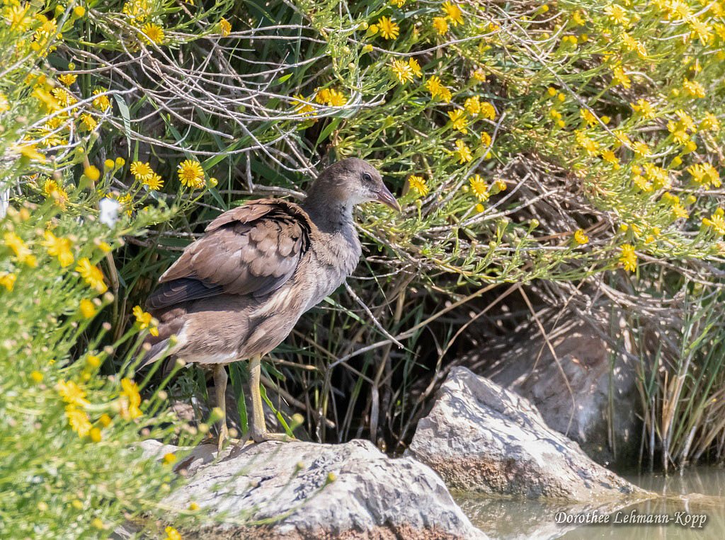 Rallen adult