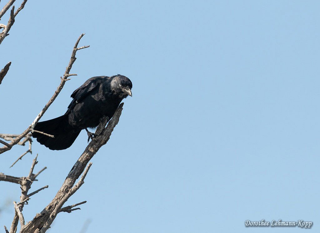 Corviden