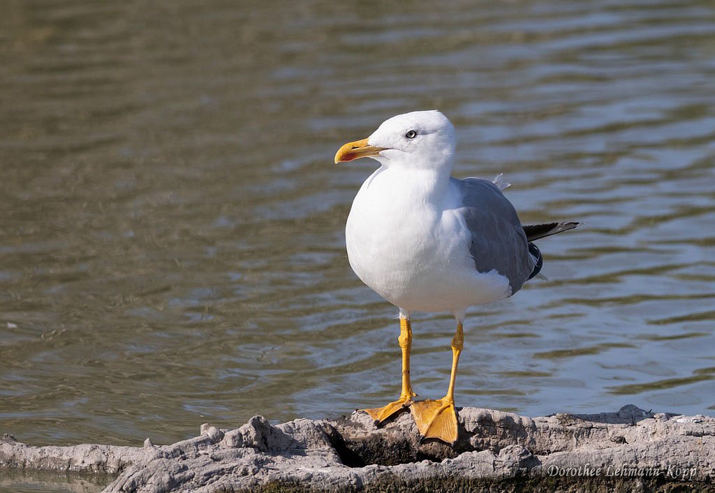 Möwen