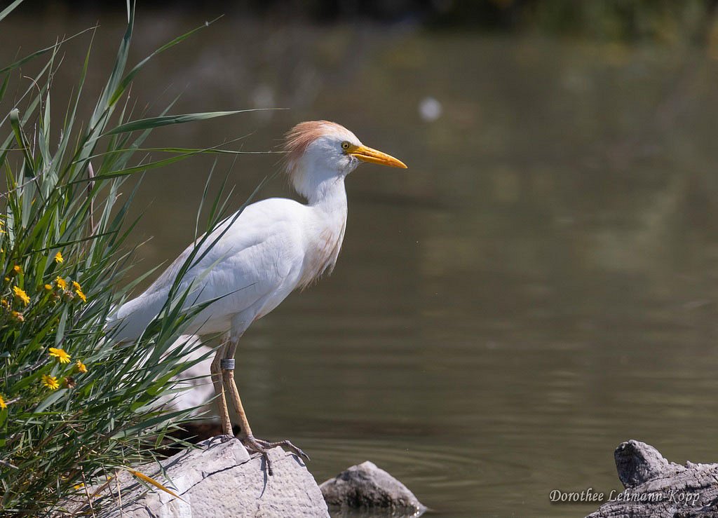 Kuhreiher
