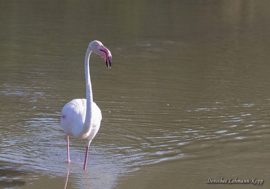 Flamingo