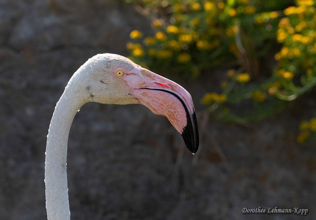 Flamingo