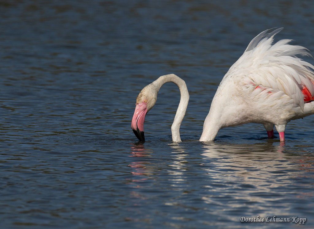 Flamingos (Camargue)