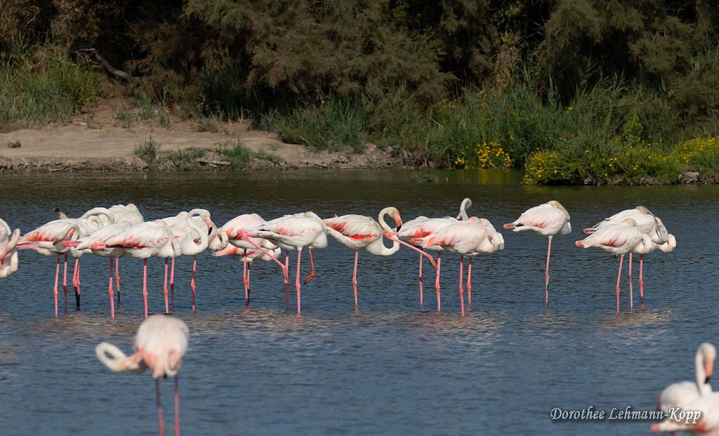 Flamingo