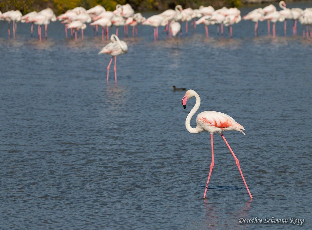 Flamingo