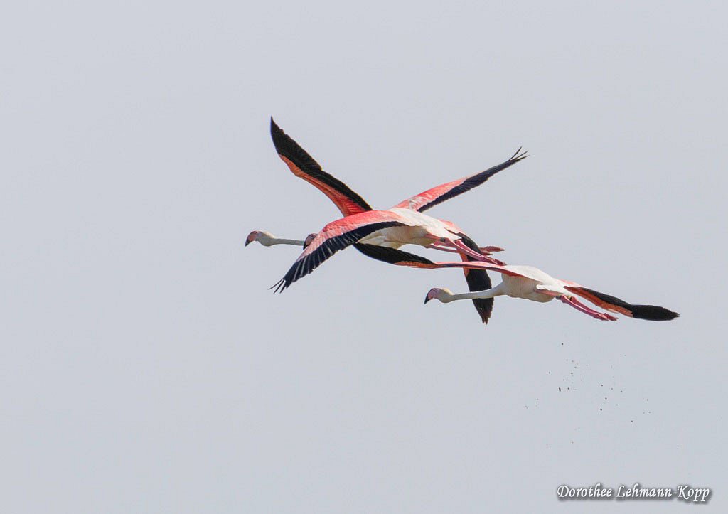 Flamingo