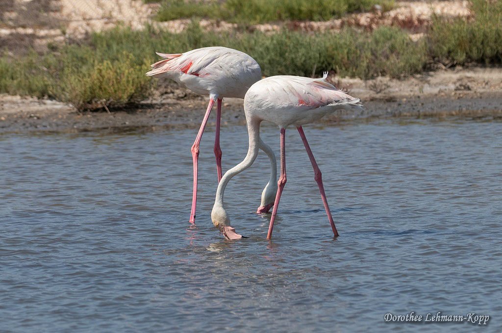 Flamingo