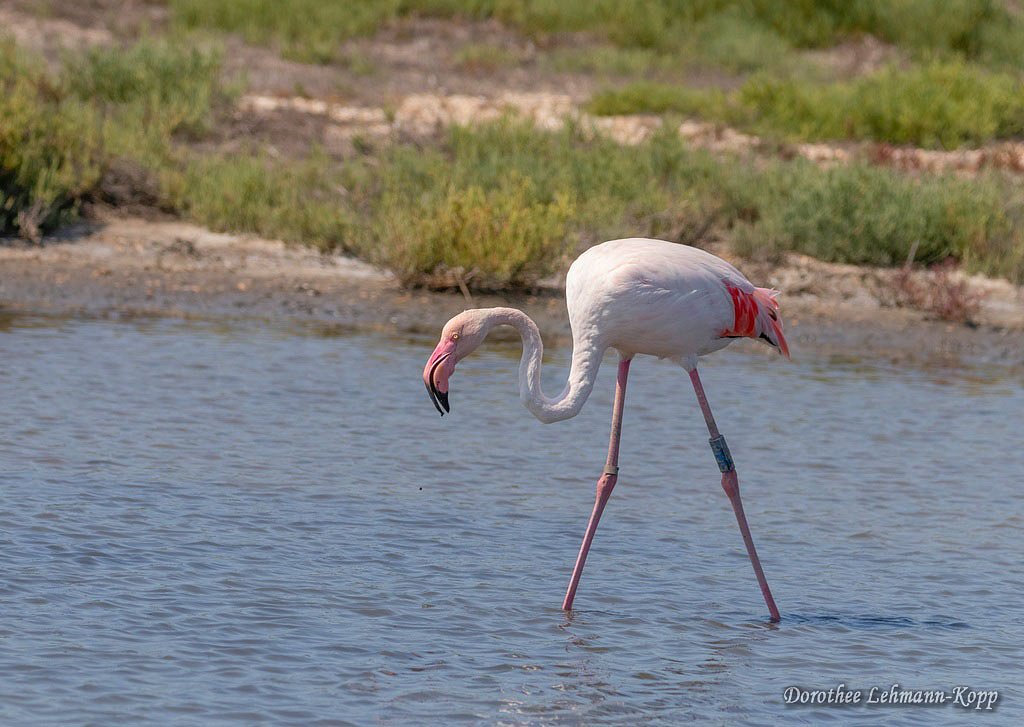 Flamingo