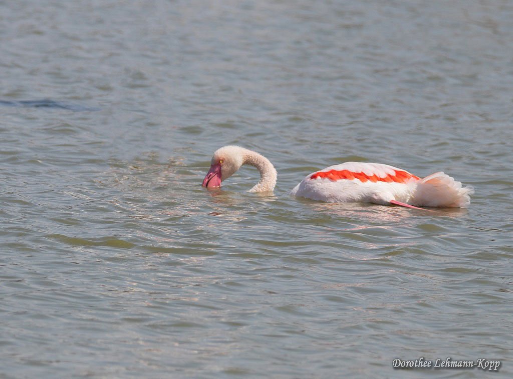 Flamingo