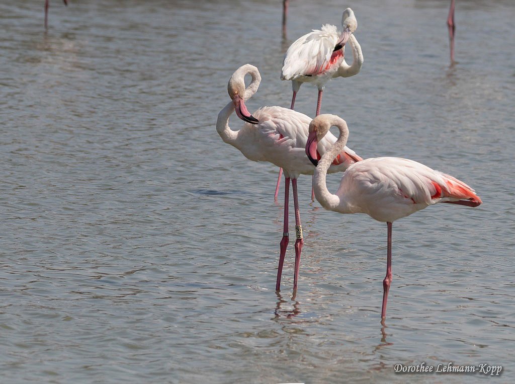 Flamingo