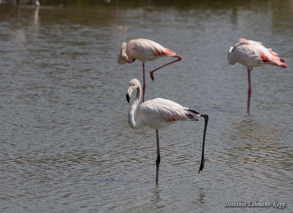 Flamingo