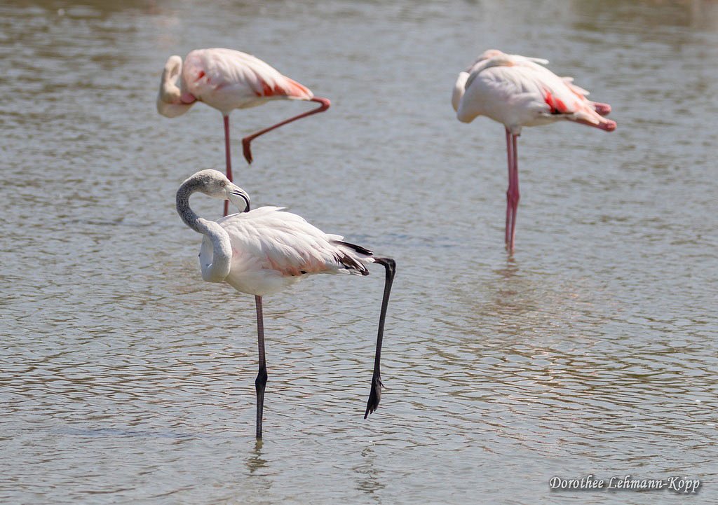 Flamingo