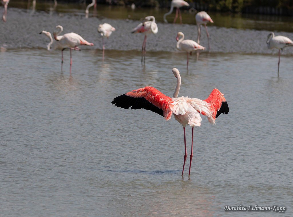 Flamingo