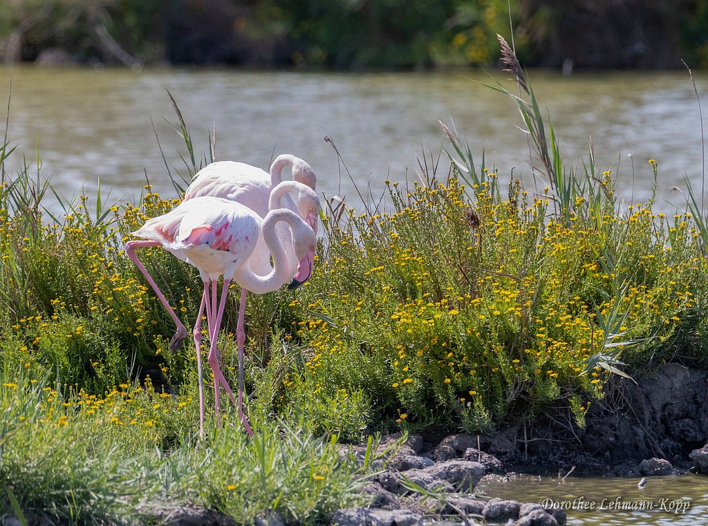 Flamingo