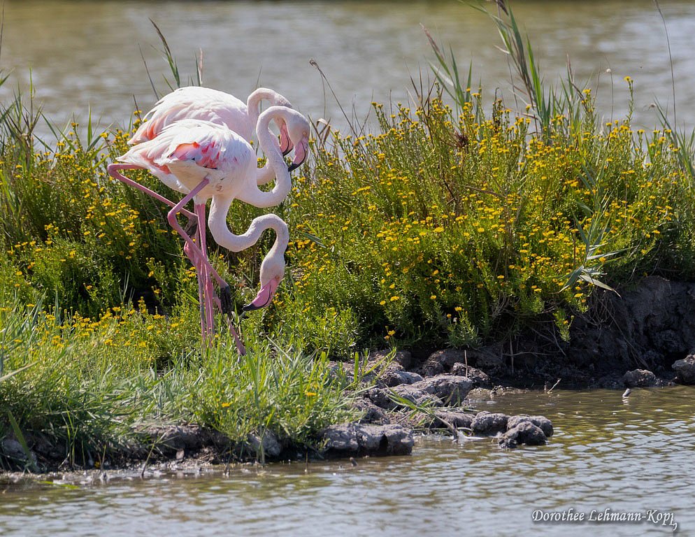 Flamingo