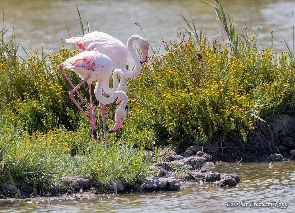 Flamingo