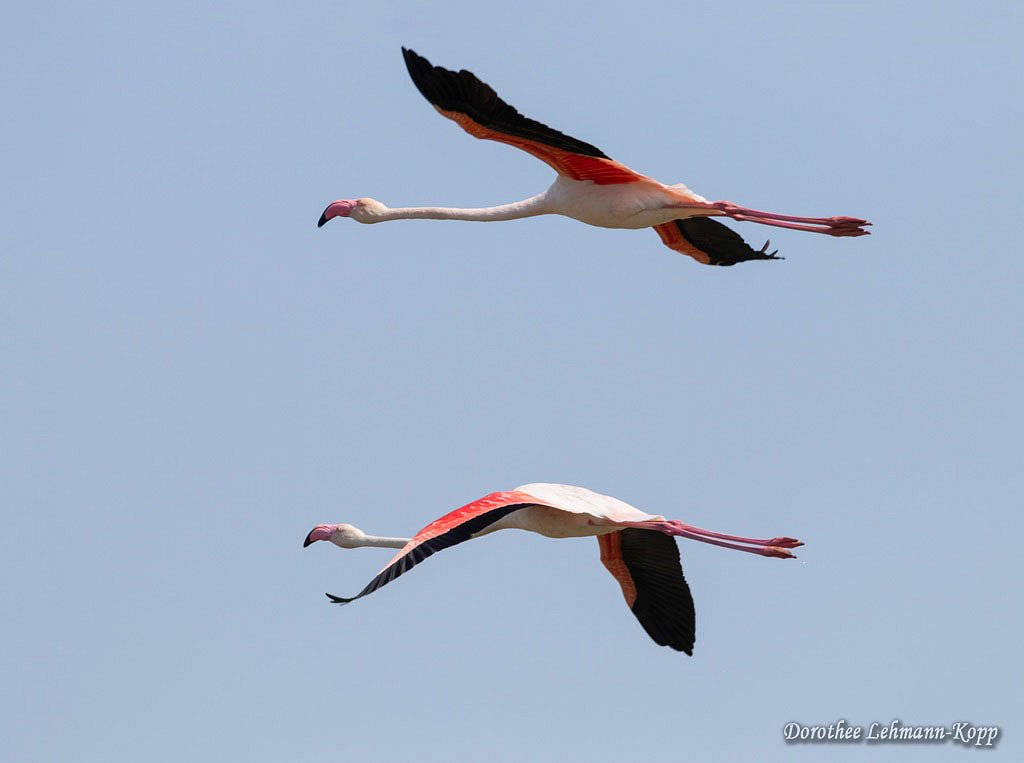 Flamingo
