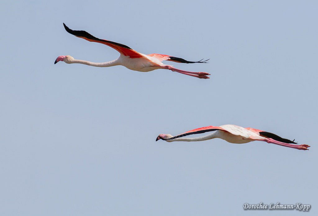 Flamingo