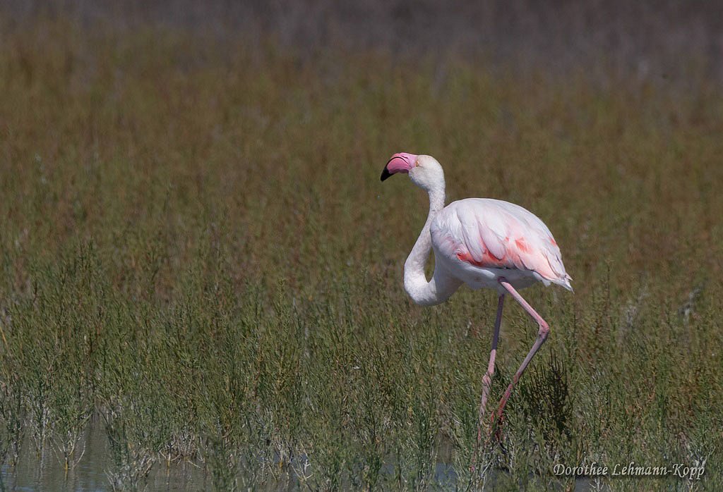 Flamingo