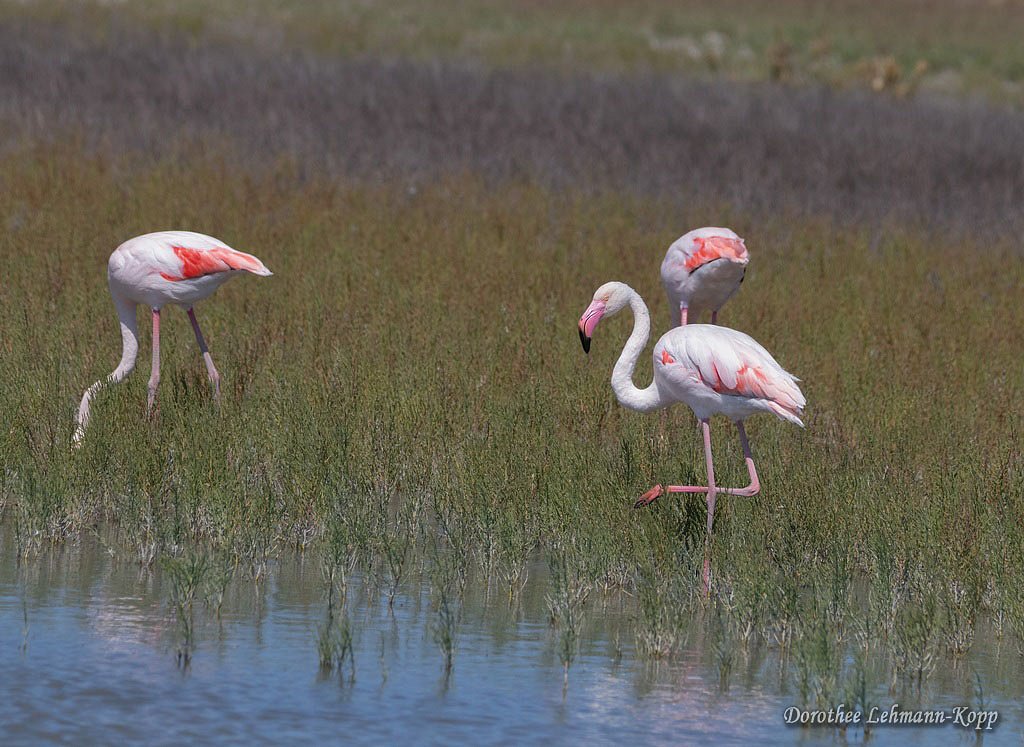 Flamingo